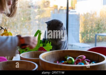 Britischer Shorthair, der zu Ostern auf dem Tisch sitzt, mit Schüsseln voller Schokoladeneier vor ihm. Stockfoto