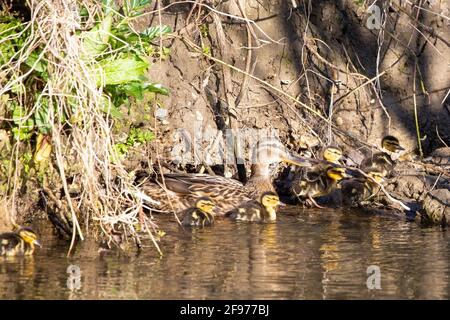 Eine weibliche Stockente mit ihren jungen Enten, die sich entchen Ein Fluss Stockfoto