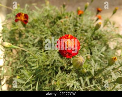 Orange-rote Ringelblumen blühen in einem Garten Stockfoto