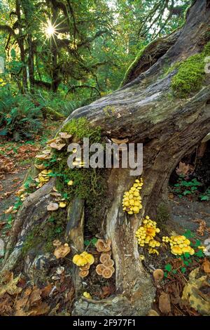 Pilze und Moose auf Baumstamm, Hoh Rainforest, Hall of Mosses Trail, Olympic National Park, Washington. Stockfoto