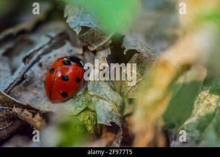 Kleine Marienkäfer sitzt auf einem Blatt mit anderen bunten Blättern Im Wald Stockfoto