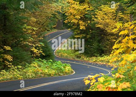 Aufderheide Memorial Drive, Teil der West Cascades National Scenic Byway, mit Bigleaf Maple und Vine Maple Bäumen in Herbstfarben; Willamette Nationa Stockfoto