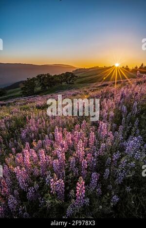 Lupin an Childs Hill Prairie auf kahlen Hügel Straße, Redwoods National- und Staatsparks, Kalifornien. Stockfoto