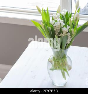 Weiße Hyazinthe und Tulpenblüten Bouquet in durchsichtiger Glasvase Auf dem weißen Tisch beim Fenster drinnen im Raum mit Kopie Platz Stockfoto