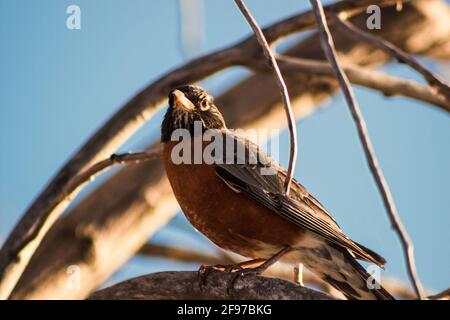 Ein amerikanischer Robin [Turdus migratorius], der unter dem Sonnenlicht des frühen Frühlings auf einem Ast thront. Aufgenommen im Parc des Rapides in Montreal, Quebec Stockfoto