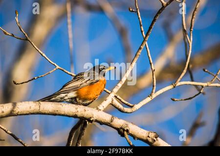 Ein amerikanischer Robin [Turdus migratorius], der unter dem Sonnenlicht des frühen Frühlings auf einem Ast thront. Aufgenommen im Parc des Rapides in Montreal, Quebec Stockfoto