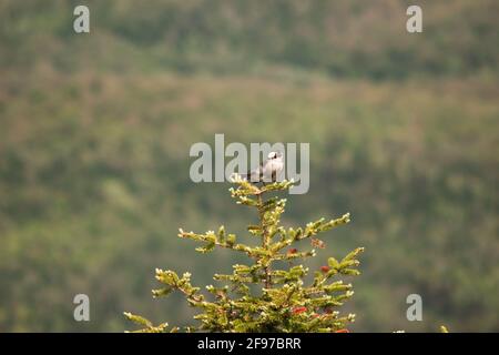 Ein Kanadahäher-Vogel, der auf einem Kiefernbaum thront. AKA: Canada jay, Grey jay, Whisky Jack, Grey jay. Stockfoto