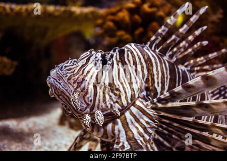 Ein roter Löwenfisch [Pterois volitans] schwimmt im Aquarium von Toronto in seinem Becken. Toronto, Ontario, Kanada. Stockfoto