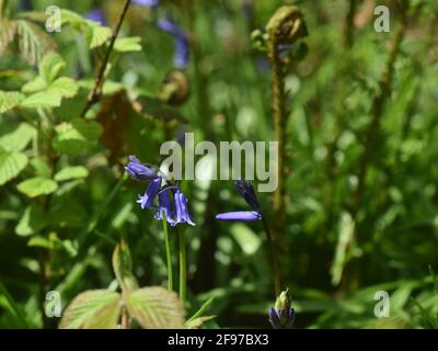 Erste Bluebells, die in Unity Woods, Cornwall, aufkeimend sind Stockfoto