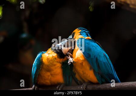 Zwei blau-gelbe [Ara ararauna]-Aras, die auf einem Ast thronen, einer kratzt spielerisch den Kopf des anderen. AKA: Blau-Gold-Ara Stockfoto