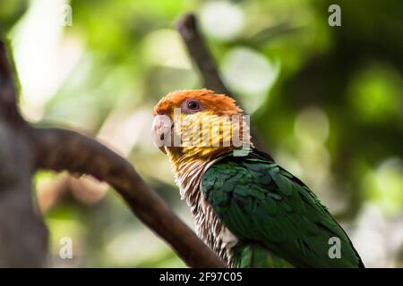 Ein Grünhackpapagei [Pionites leucogaster] thronte auf einem Zweig, der vor seinem nächsten Flug ruhte. AKA: östlicher Weißbauchpapagei; PKA: Weißbauchpapagei Stockfoto