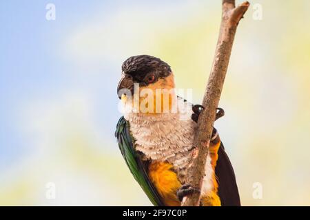 Der Schwarzkopfpapagei [Pionites melanocephalus] war gerade auf der Spitze eines Zweiges gelandet und sucht nach seinem nächsten Flug. AKA: Schwarz-kappiger Papagei, schwarz-h Stockfoto