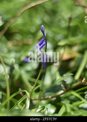 Erste Bluebells, die in Unity Woods, Cornwall, aufkeimend sind Stockfoto