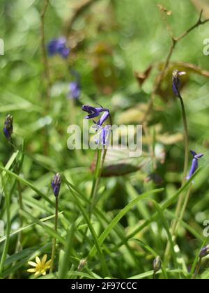 Erste Bluebells, die in Unity Woods, Cornwall, aufkeimend sind Stockfoto