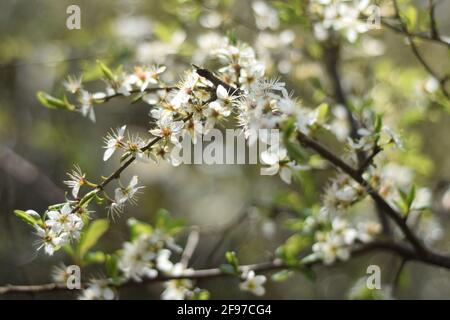 Schlehdorn mit Schlehblüte prunus spinosa und Bokeh Hintergrund Stockfoto