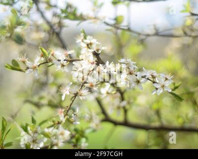 Schlehdorn mit Schlehblüte prunus spinosa und Bokeh Hintergrund Stockfoto