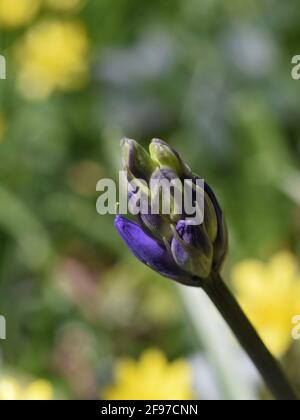 Erste Bluebells, die in Unity Woods, Cornwall, aufkeimend sind Stockfoto