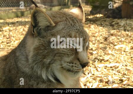 Porträt eines europäischen Luchses im Zoo. Nahaufnahme einer schlafenden Katze Stockfoto