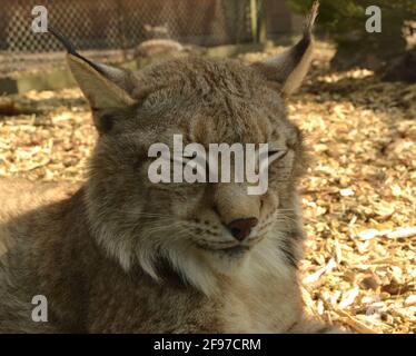 Porträt einer Bobkatze im Zoo. Nahaufnahme einer schlafenden Katze Stockfoto