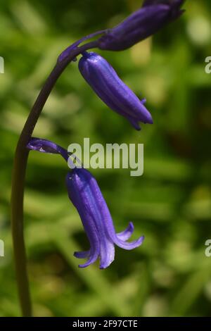 Erste Bluebells, die in Unity Woods, Cornwall, aufkeimend sind Stockfoto