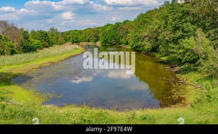 Panoramablick über einen anmutigen einsamen stummen Schwan am See am späten Frühlingsmorgen, umgeben von Mischwald, Deutschland, Nahaufnahme, Details Stockfoto