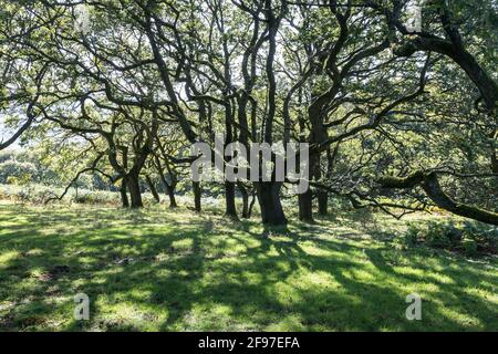 Alte Bäume im Wald auf der Deri in der Nähe von Abergavenny, Wales, Großbritannien Stockfoto