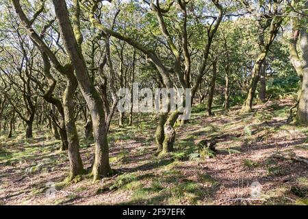 Alte Bäume im Wald auf der Deri in der Nähe von Abergavenny, Wales, Großbritannien Stockfoto