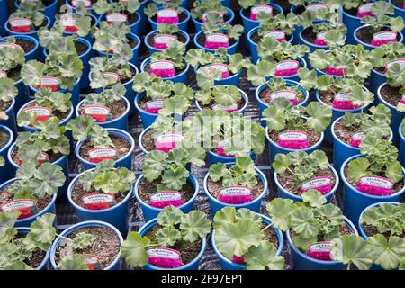 Junge Geranienpflanzen in Töpfen, die in Garden Center, Wales, Großbritannien, zum Verkauf bereit sind Stockfoto