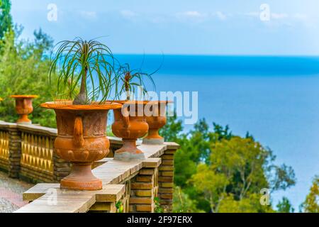 Blumentöpfe mit kleinen Palmen auf einem Balkon Stockfoto