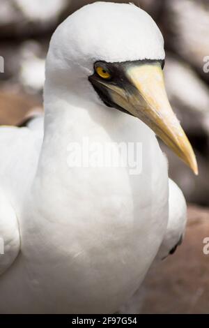 Eine maskierte Beute [Sula dactylatra] von einer der Inseln des Abrolhos-Archipels, einem Marine-Nationalpark in Brasilien. AKA: Maskierte Gannet, blaugesichtes Gesicht Stockfoto