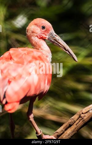Ein alter scharlachroter Ibis [Eudocimus ruber] mit seinem langen Schnabel und seinen üppigen, hellbläulichen Augen und seinen leuchtend rosa-rötlichen Federn, die auf einem Ast eines Baumes thronen. Stockfoto