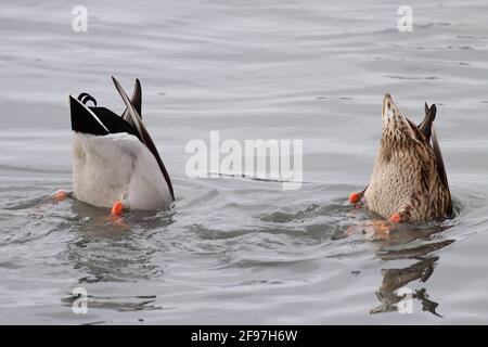 Lustiges Foto von zwei Enten auf der Suche nach Nahrung. Douro-Fluss, nördlich von Portugal. Stockfoto