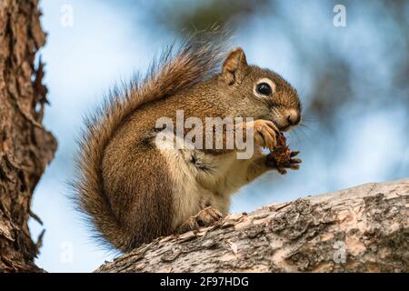 Ein American Red Squirrel Tamiasciurus hudsonicus, der auf einem reifen Menschen steht Baumzweig mit teilweise gefressen Kiefernkegel zwischen den Pfoten Mit Didgets Verbreitung Stockfoto