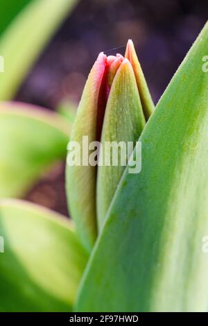 Nahaufnahme einer roten Tulpenknospe, die gerade beginnt Um sich mit grünen Blättern zu öffnen Stockfoto