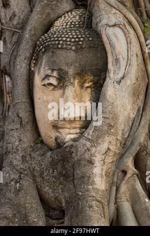 Thailand, Ayutthaya, Statue eingewachsen in Baumstamm am Wat Mahathat Tempel Stockfoto