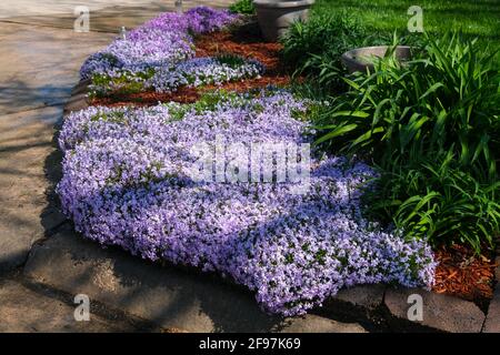 Schleichende Phlox Phlox subulata 'Emerald Blue Ice', die im Frühling über eine Bordsteinkante verschüttet wird. USA. Stockfoto