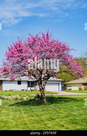 Eastern Redbud Tree; Cercis; Canadensis; in einem amerikanischen Viertel von Wichita, Kansas mit blauem Himmel. USA. Stockfoto