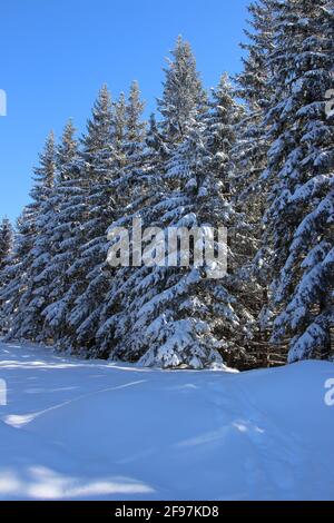 Schneebedeckte Fichten im Winterwald, unberührte Schneelandschaft am Wamberger Bergrücken, Winter im Werdenfelser Land, Europa, Deutschland, Oberbayern Bayern, Garmisch Partenkirchen, Traumwetter Stockfoto