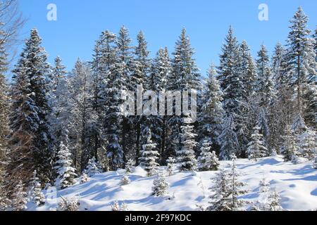 Verschneite Fichten im Winterwald, verschneite Landschaft auf dem Wamberger Bergrücken, Winter im Werdenfelser Land, Europa, Deutschland, Oberbayern Bayern, Garmisch Partenkirchen, Traumwetter Stockfoto