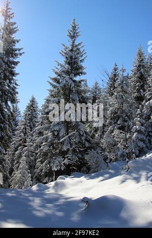 Schneebedeckte Fichten im Winterwald, unberührte Schneelandschaft am Wamberger Bergrücken, Winter im Werdenfelser Land, Europa, Deutschland, Oberbayern Bayern, Garmisch Partenkirchen, Traumwetter Stockfoto