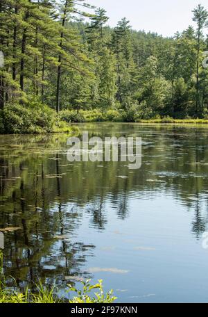 Catamount Pond, Allerstown, NH. Dies ist der Bear Brook State Park, der größte in New Hampshire Stockfoto