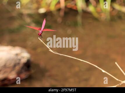 Auf einem Ast ruht ein männlicher Trithemis aurora, auch karmesinroter Sumpfsegler genannt. Stockfoto