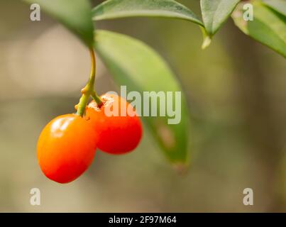 Nahaufnahme der Früchte von Danae racemosa. Stockfoto