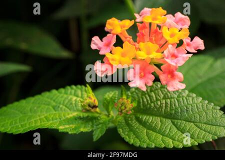 Farbenfrohe westindische Lantana in der Landschaft Hongkongs. Stockfoto