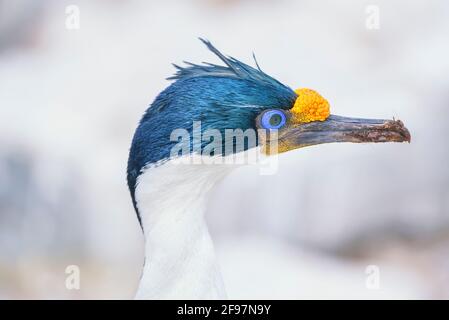 Imperial Shag (Leucocarbo atriceps), Nahaufnahme, Sea Lion Island, Falkland Islands, Südamerika Stockfoto