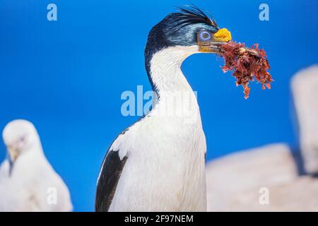 Imperial Shag (Leucocarbo atriceps) mit Nistmaterial, Sea Lion Island, Falkland Islands, Südamerika Stockfoto