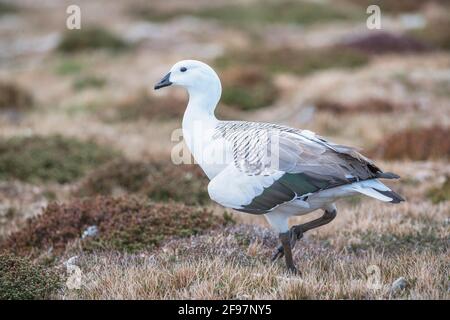 Upland Goose (Chloephaga picta), Sea Lion Island, Falkland Islands, Südamerika Stockfoto