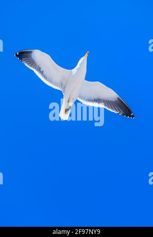 Kelpmöwe (Larus dominicanus) im Flug, Falklandinseln, Südamerika Stockfoto