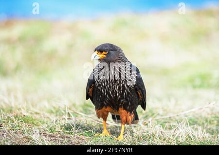 Gestreifte Caracara (Phalcoboenus australis), Sea Lion Island, Falkland Islands, Südamerika Stockfoto