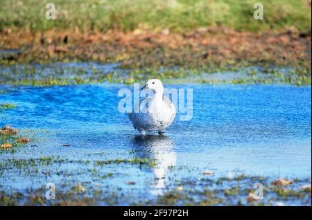 Upland Goose (Chloephaga picta), Sea Lion Island, Falkland Islands, Südamerika Stockfoto